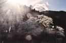 奇跡の開運写真　7千年の桜に山の神
